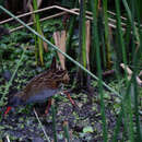 Image of Bogota Rail