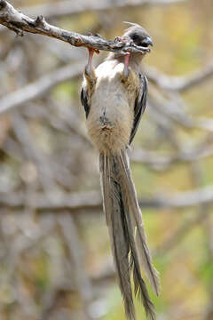 Image of White-backed Mousebird