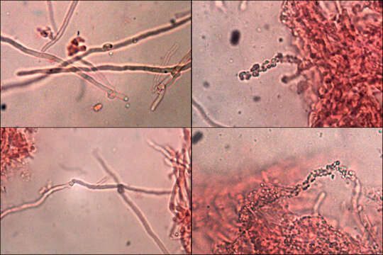 Image of Skeletocutis amorpha (Fr.) Kotl. & Pouzar 1958