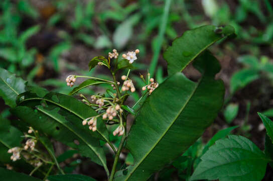 Image of Ardisia quinquegona Bl.