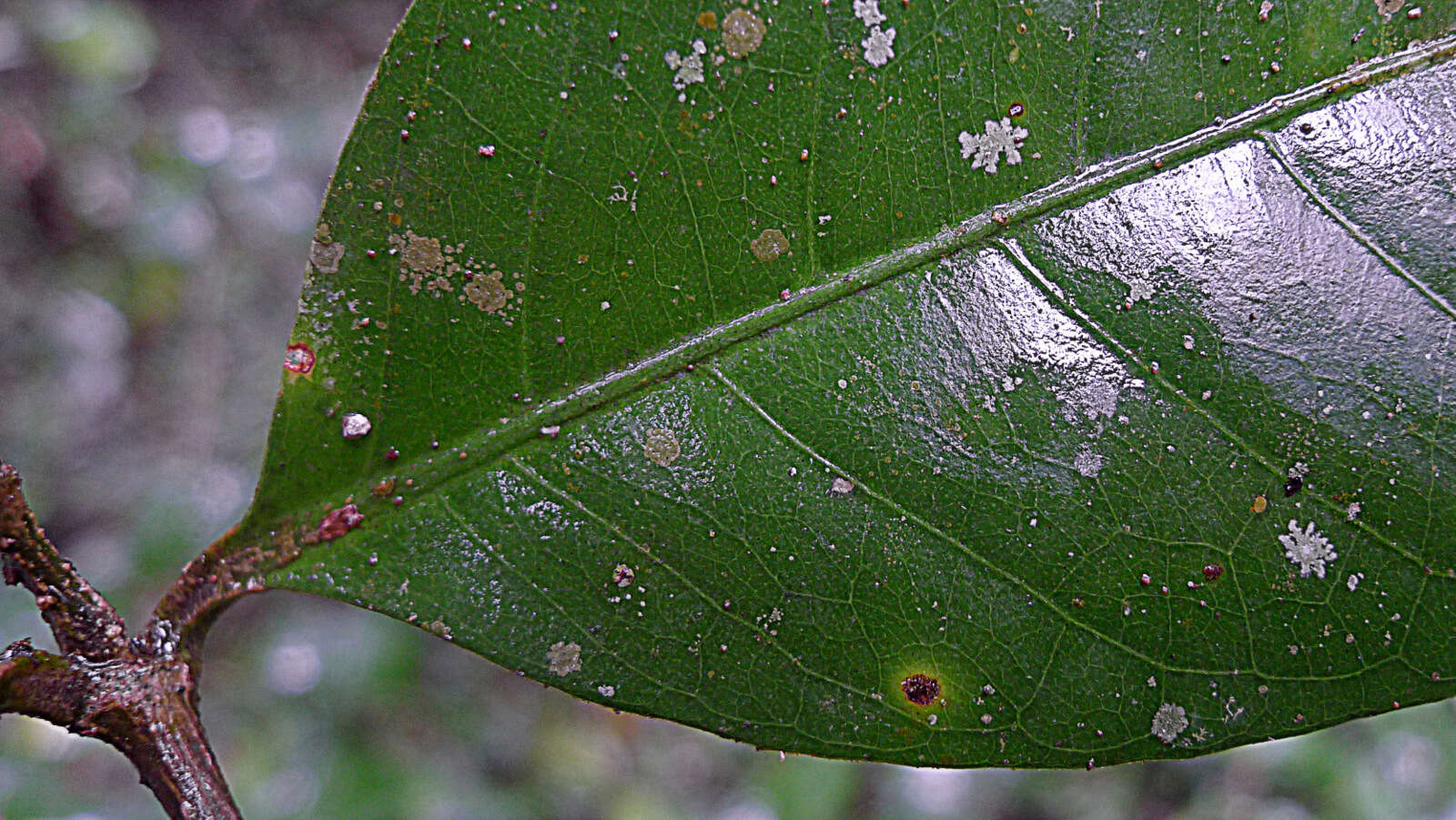 Image of Ruellia affinis (Schrad.) Lindau