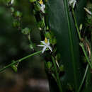 Image of Chlorophytum malayense Ridl.