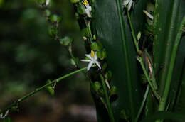 Image of chlorophytum