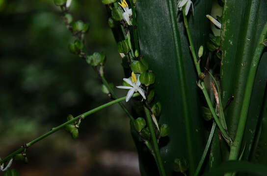 Image of Chlorophytum malayense Ridl.