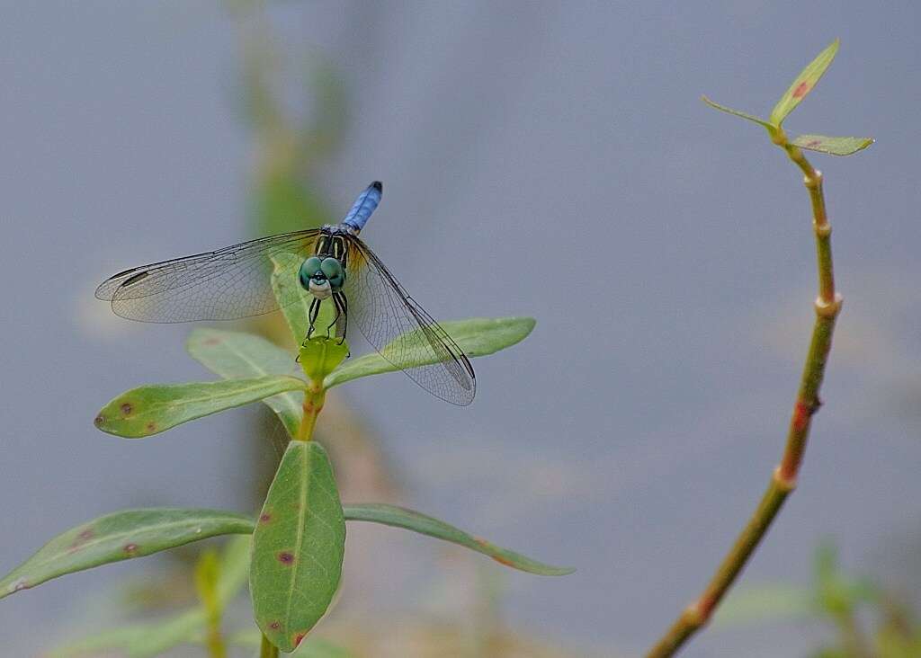 Image of Blue Dasher