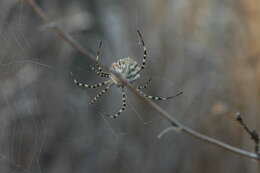 Image of Argiope lobata (Pallas 1772)