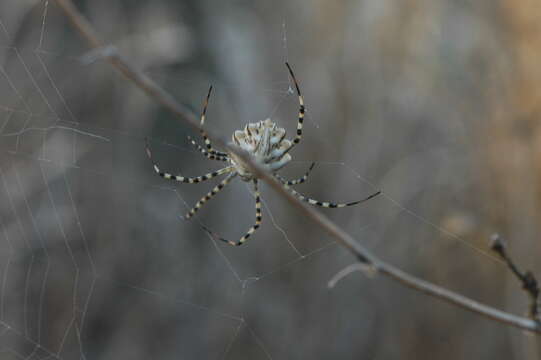 Imagem de Argiope lobata (Pallas 1772)