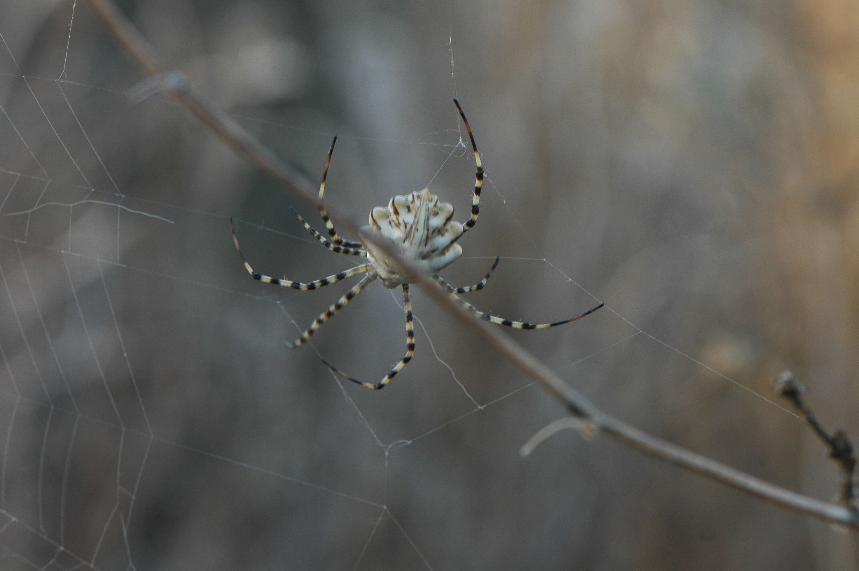 Imagem de Argiope lobata (Pallas 1772)