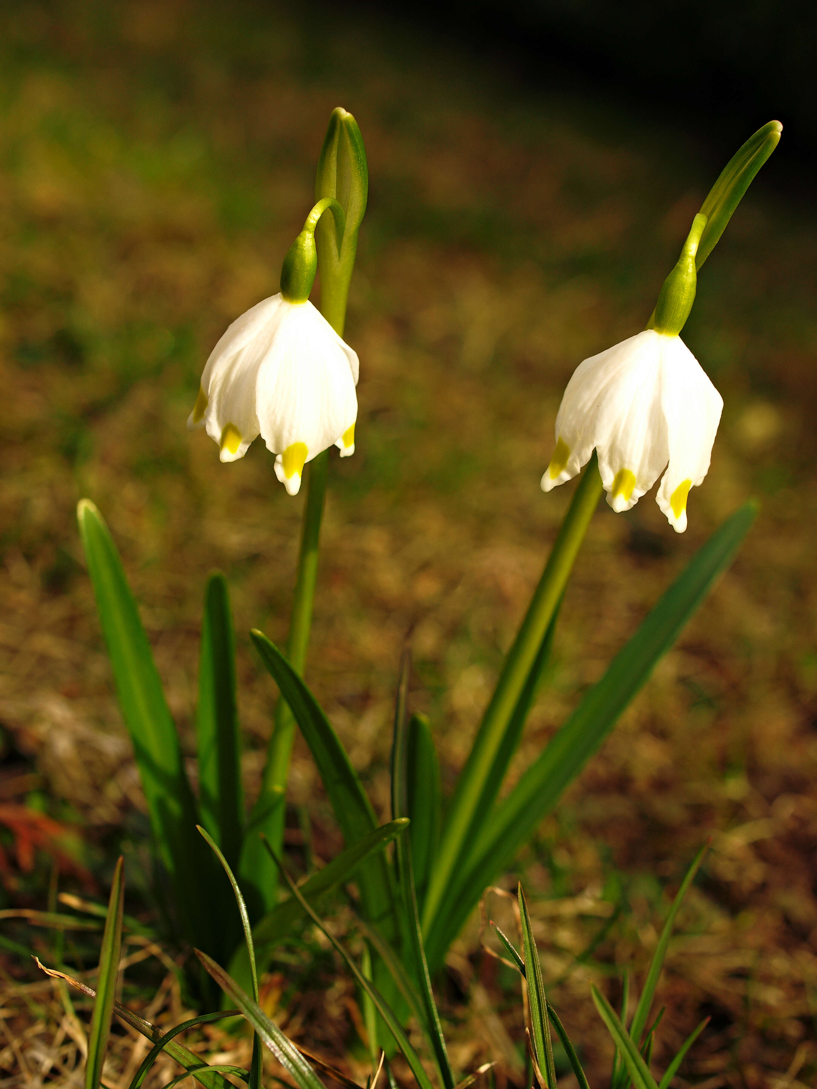 Image of Spring Snowflake