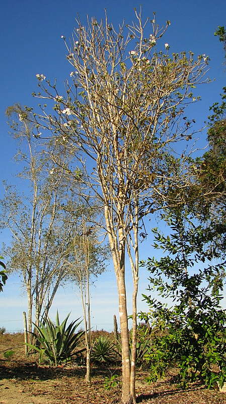 Image of Tabebuia elliptica (DC.) Sandwith