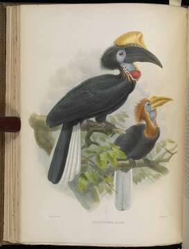 Image of Ceratogymna Bonaparte 1854