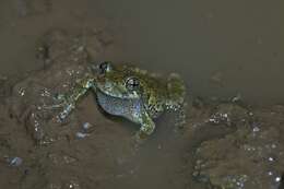 Image of Cope's Gray Treefrog