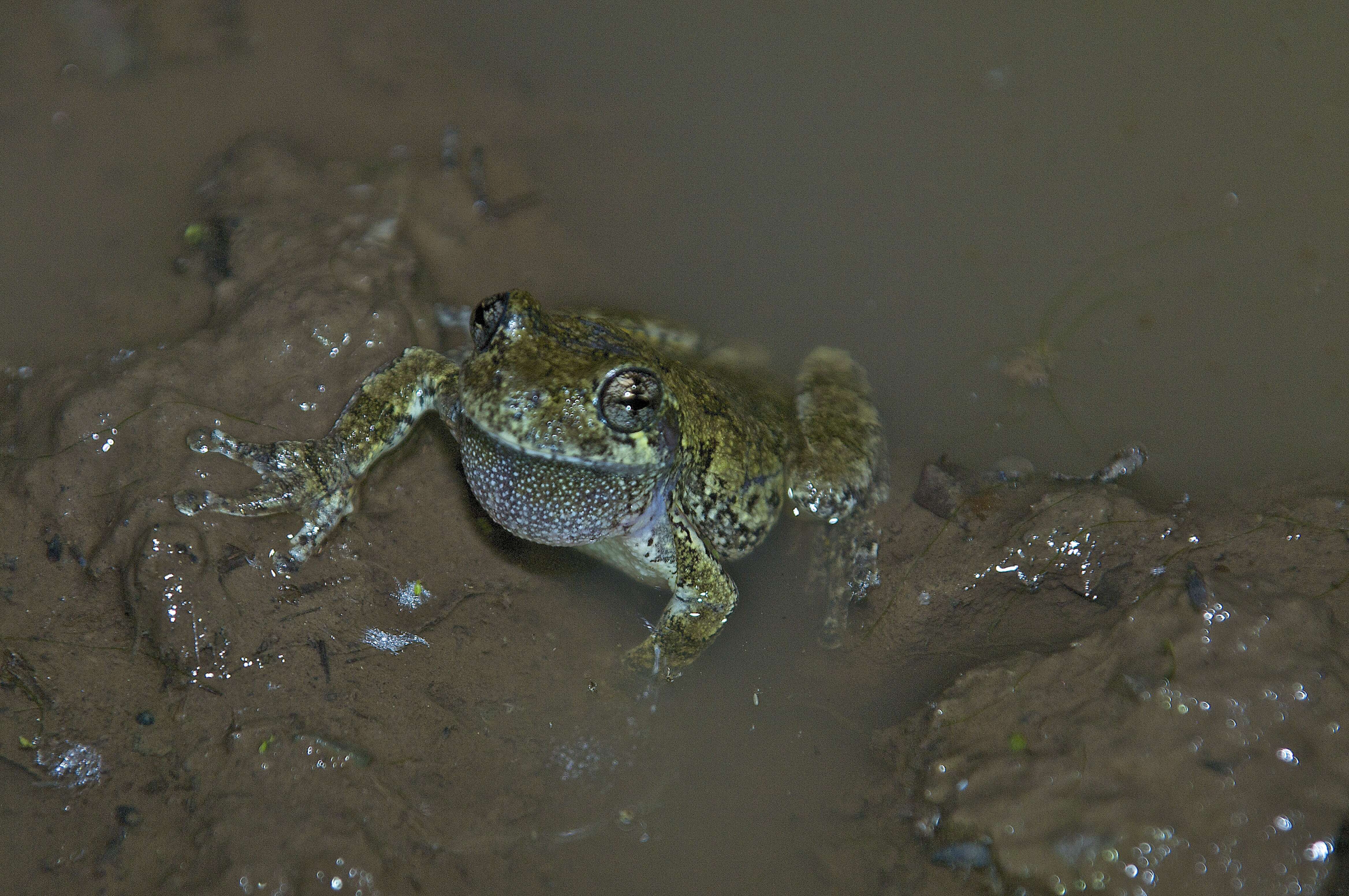 Image of Cope's Gray Treefrog