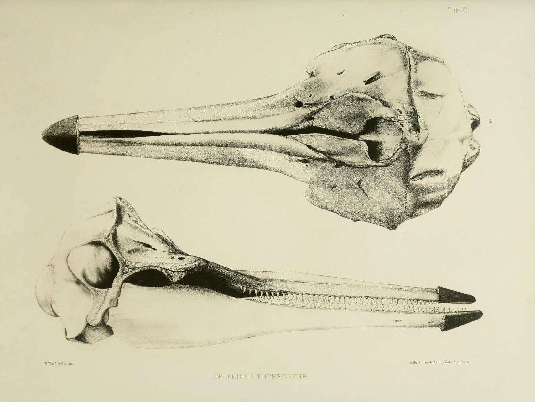 Слика од Delphinus euphrosyne