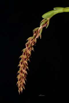 Image of Bulbophyllum longibracteatum Seidenf.