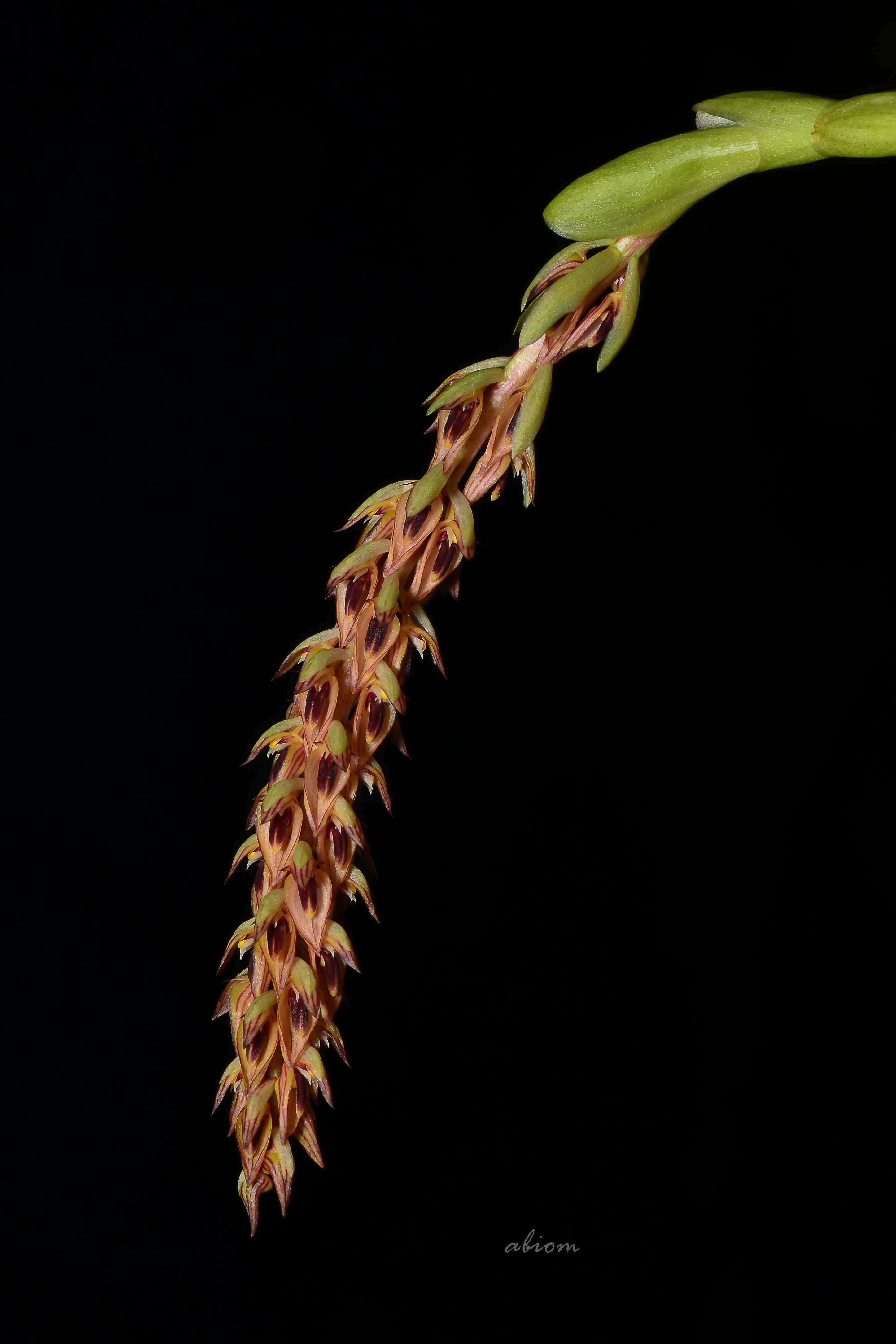 Image de Bulbophyllum longibracteatum Seidenf.