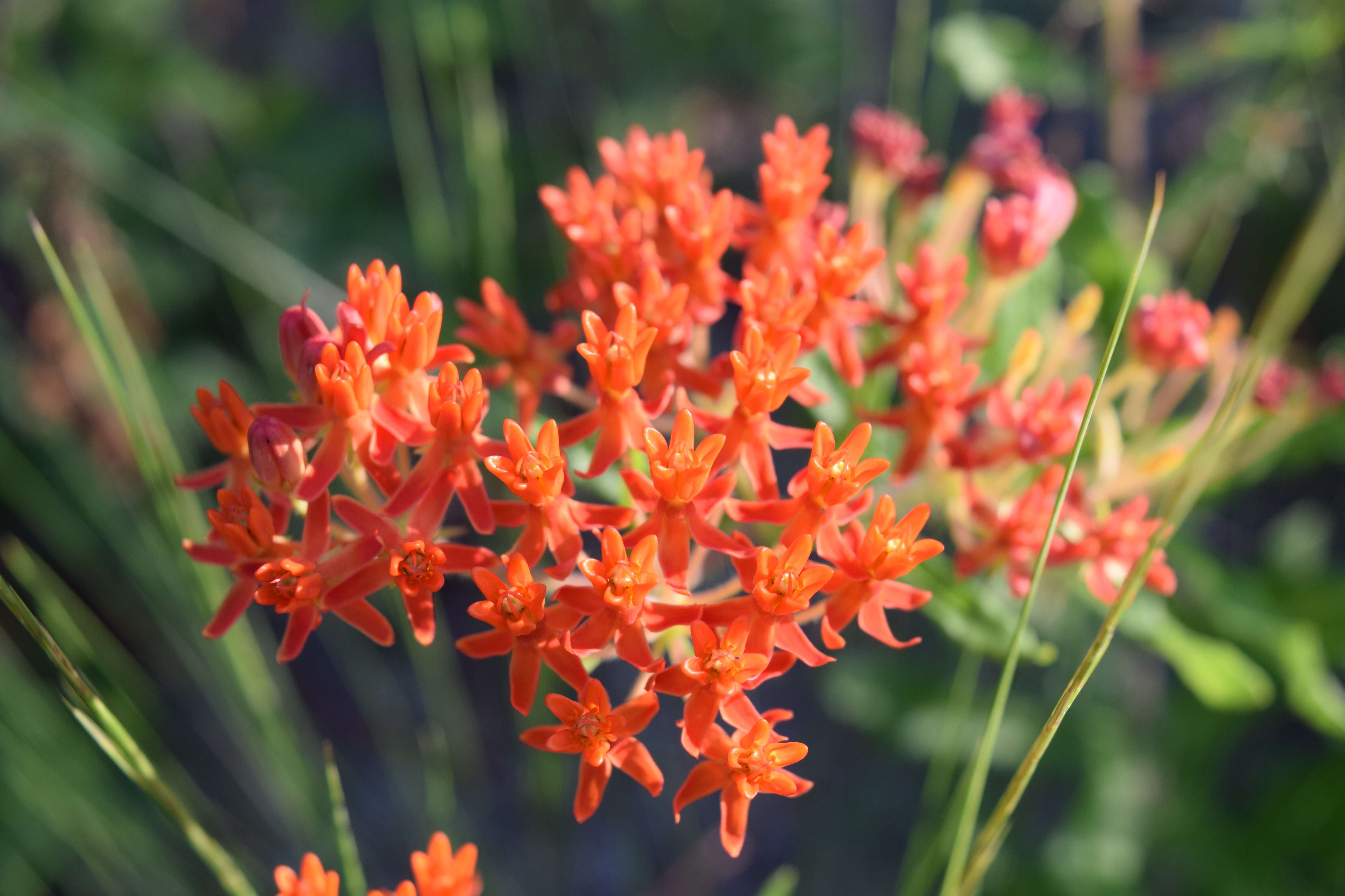 Imagem de Asclepias tuberosa L.