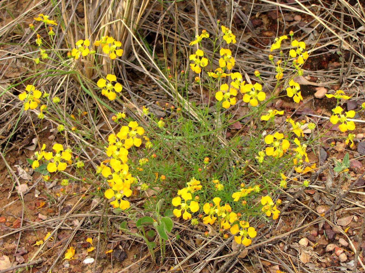 Image of Camarea ericoides A. St.-Hil.