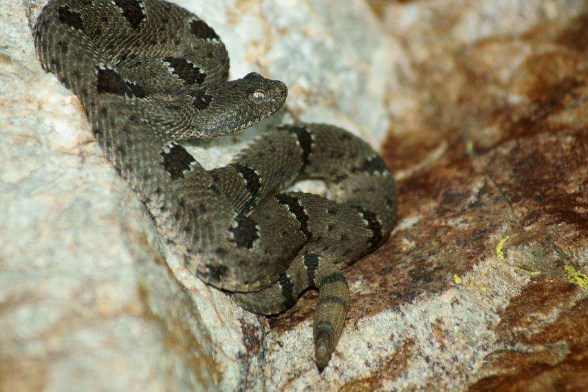 Crotalus lepidus (Kennicott 1861) resmi