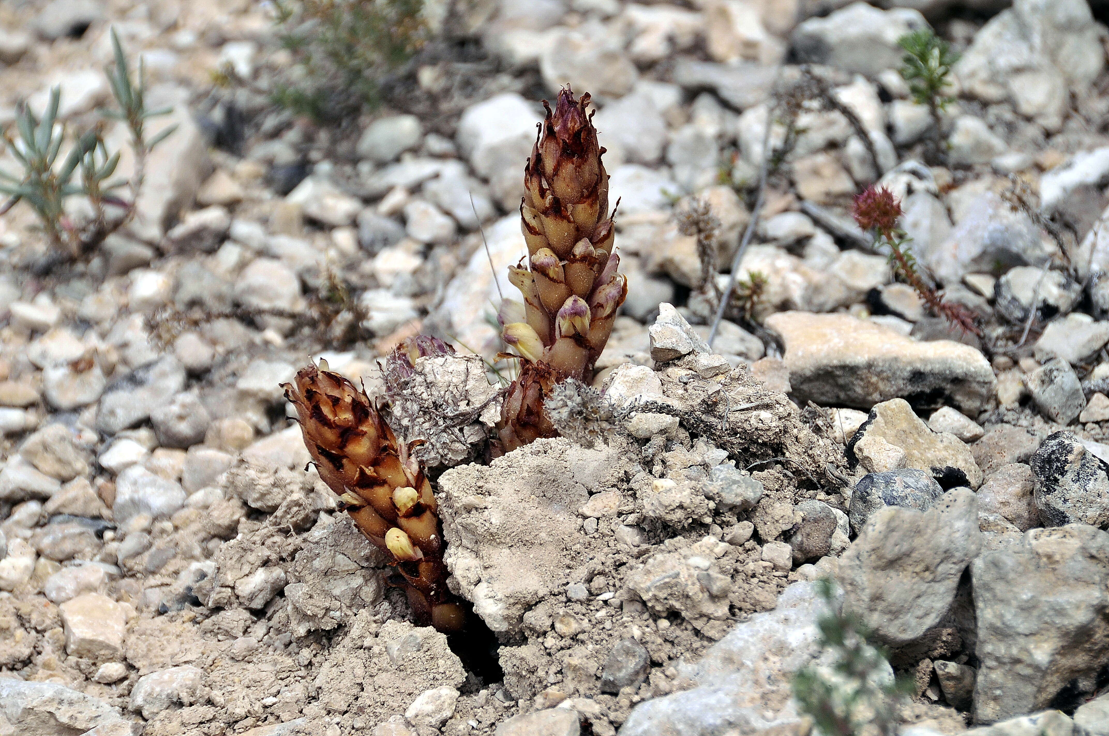 Plancia ëd Orobanche