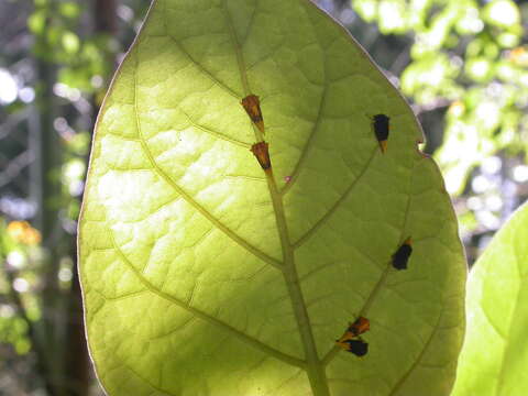 Image of Ennya chrysura Fairmaire