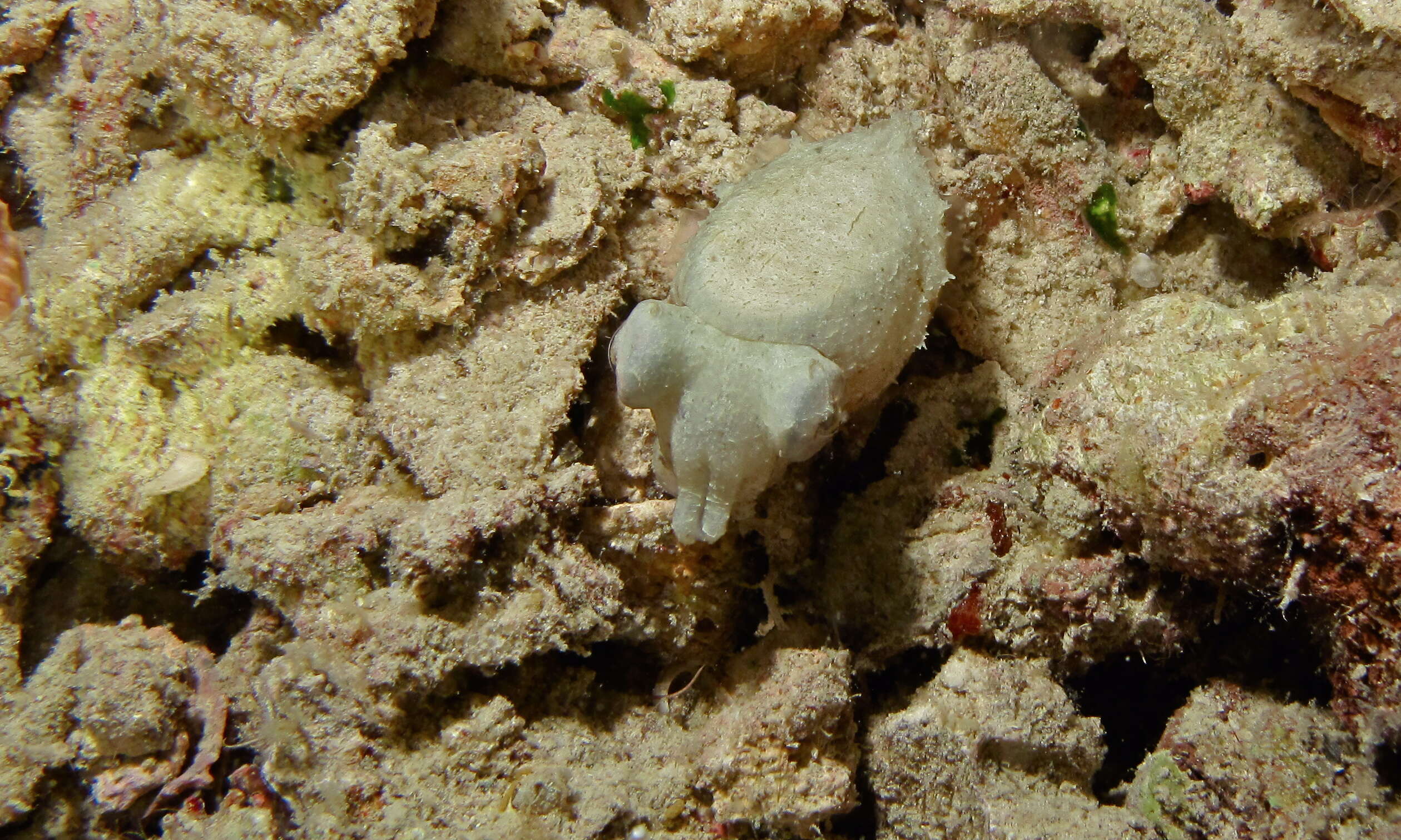 Image of cuttlefish