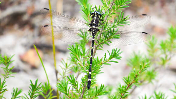 Image of Mountain Tigertail