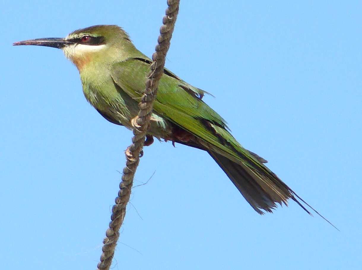 Image of Merops Linnaeus 1758