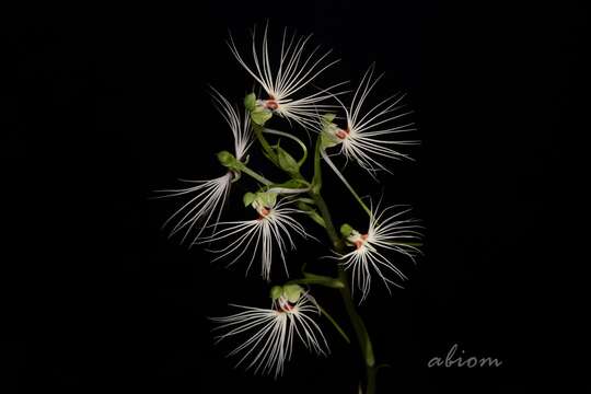 Image de Habenaria medusa Kraenzl.