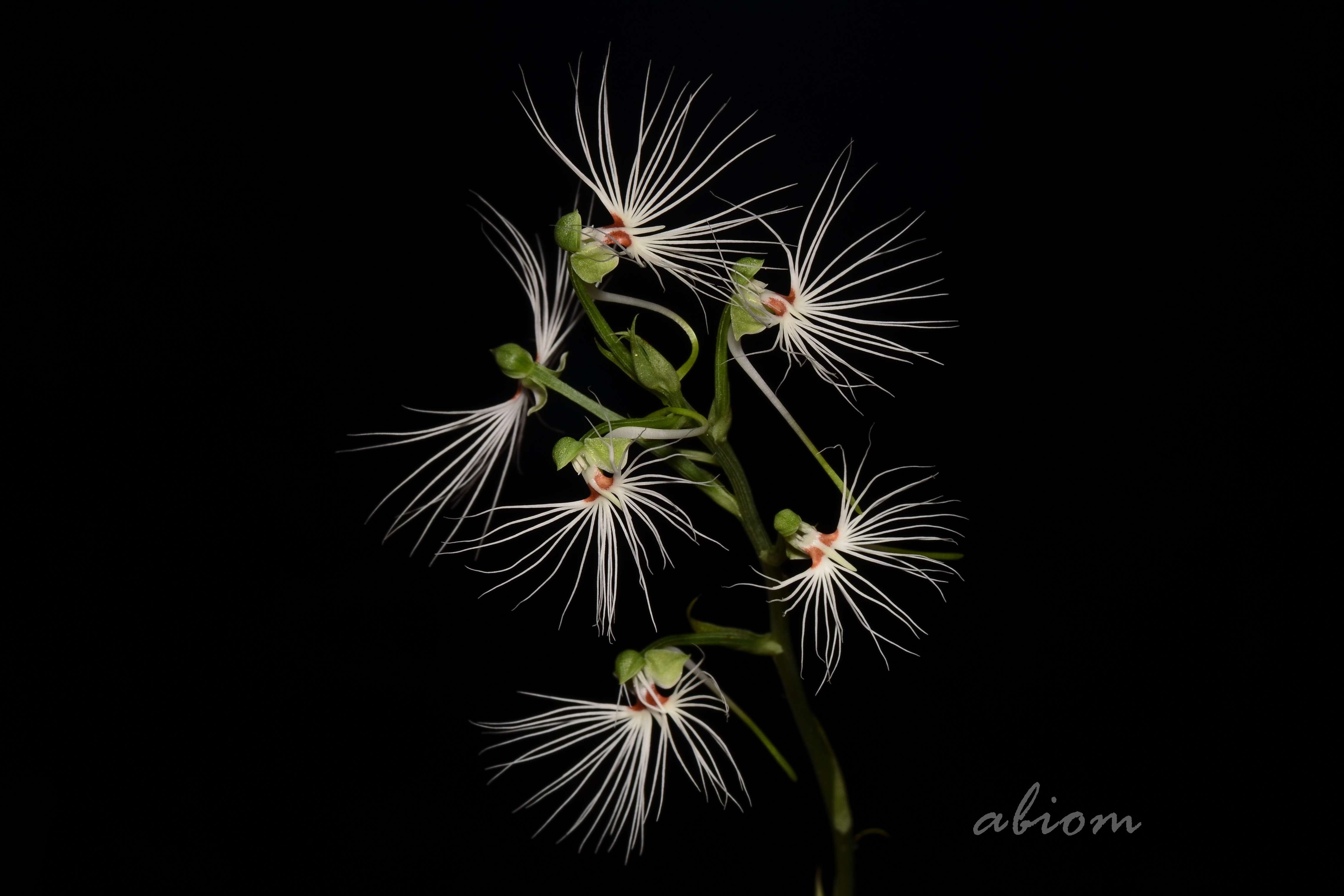 Image de Habenaria medusa Kraenzl.