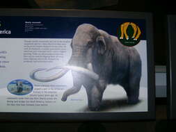 Image of wooly mammoth