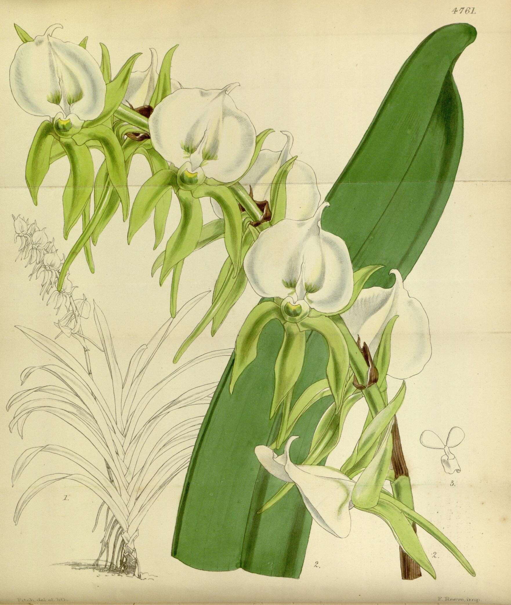 Image of Angraecum