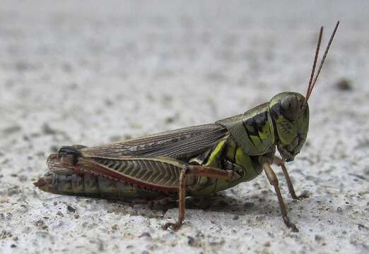 Melanoplus femurrubrum (De Geer 1773)的圖片