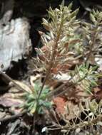 Image of rough draba