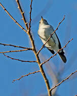 Image of gnatcatchers