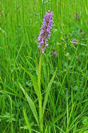 Dactylorhiza incarnata (L.) Soó resmi