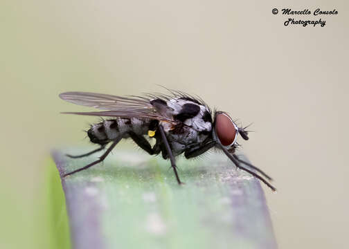 Image de Anthomyia procellaris Rondani 1866