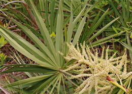 Image of serenoa