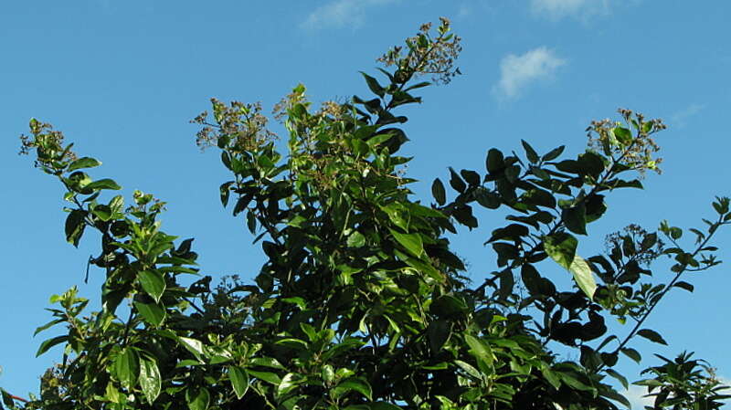 Image of propeller tree family