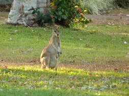 Image of wallaby