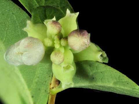 Image of common snowberry