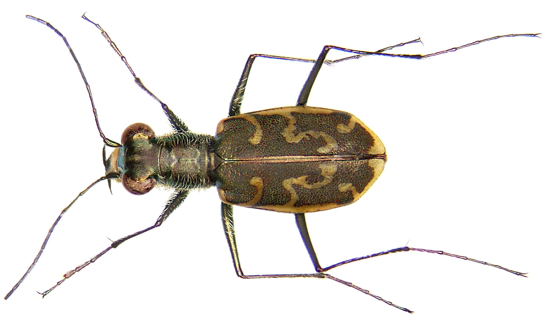 Image of Cylindera (Eugrapha) trisignata (Dejean 1822)