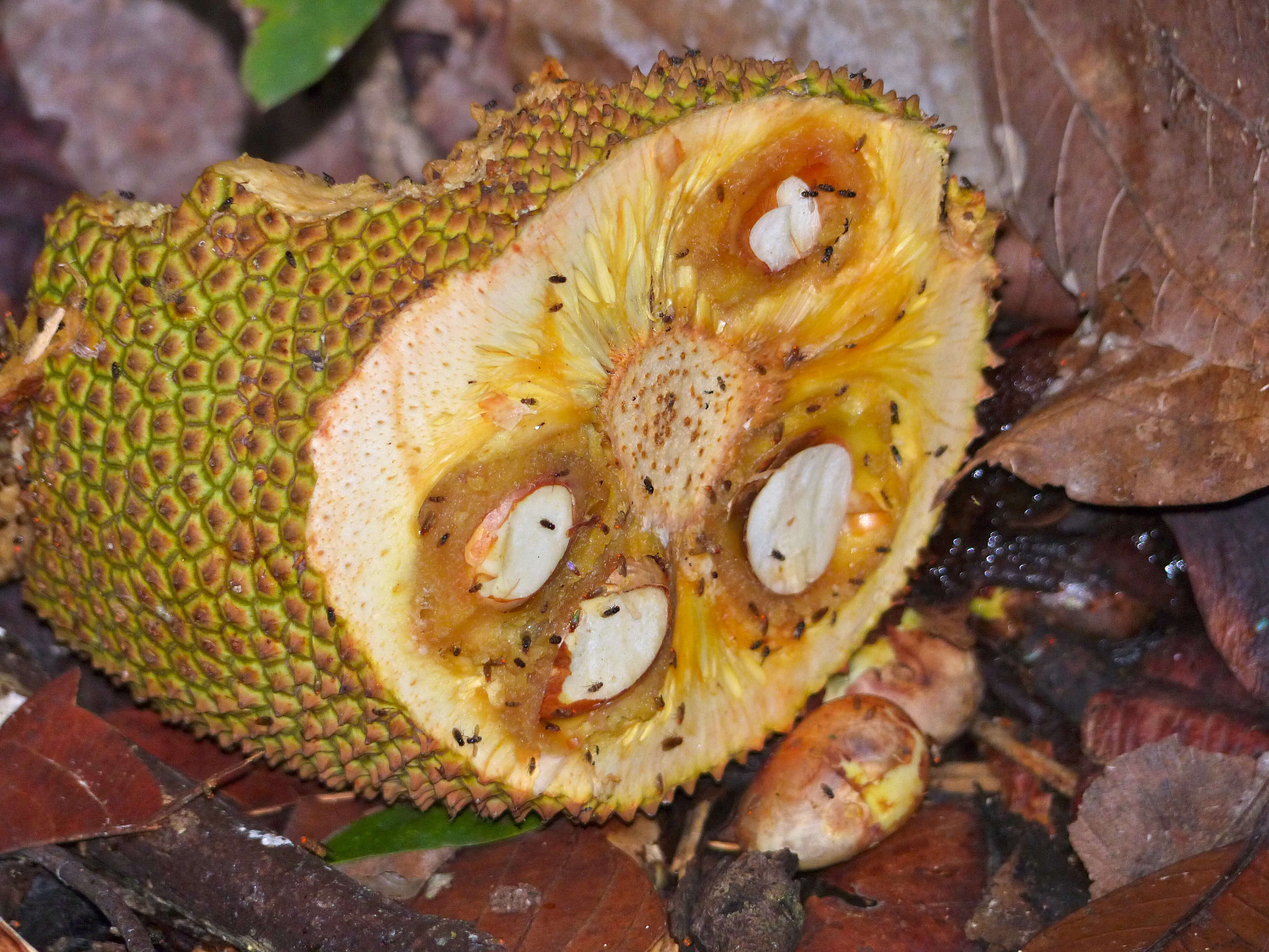 Image of breadfruit