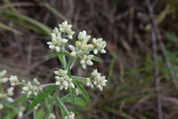 Imagem de Pseudognaphalium obtusifolium (L.) O. M. Hilliard & B. L. Burtt