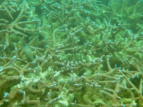 Image of Staghorn corals