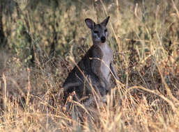 Image of wallaby