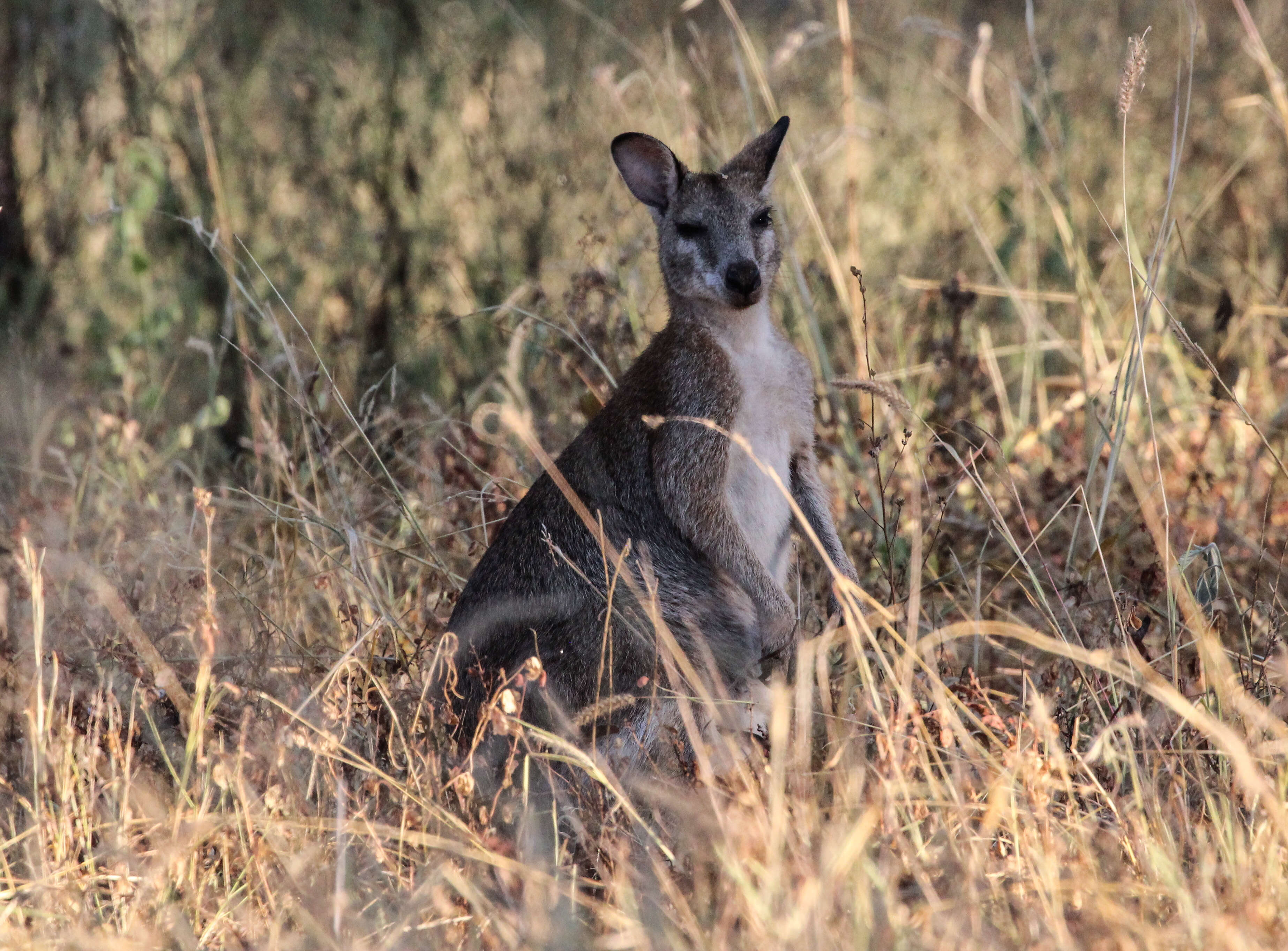 Image of Agile Wallaby