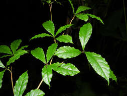 Sivun Terminalia costaricensis (Stace) Gere & Boatwr. kuva