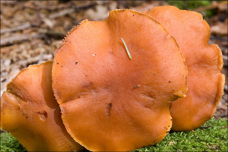 Image of Cortinarius callisteus (Fr.) Fr. 1838