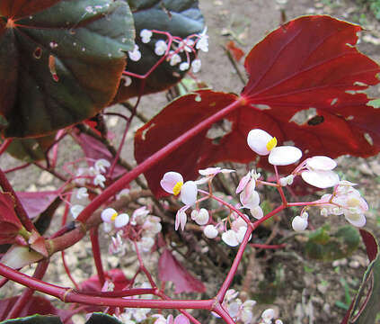 Image of Begonia multinervia Liebm.